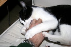 Abendlicher Kater-Kampf mit Felix