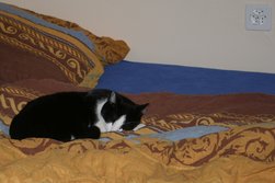 Felix macht es sich bei mir im Bett bequem