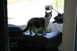 Die Prinzessin auf dem Spacy