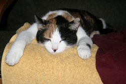 So ähnlich fühle ich mich auch: Platt